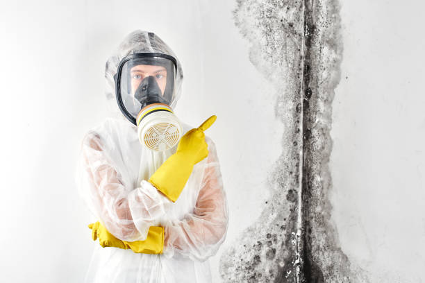 Mold Odor Removal Services in St Marys, KS